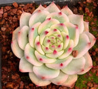Echeveria Chihuahuaensis Variegata Soil Song