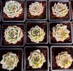Echeveria Chihuahuaensis Variegata Soil Song