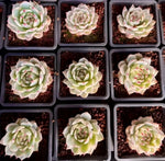 Echeveria Chihuahuaensis Variegata Soil Song