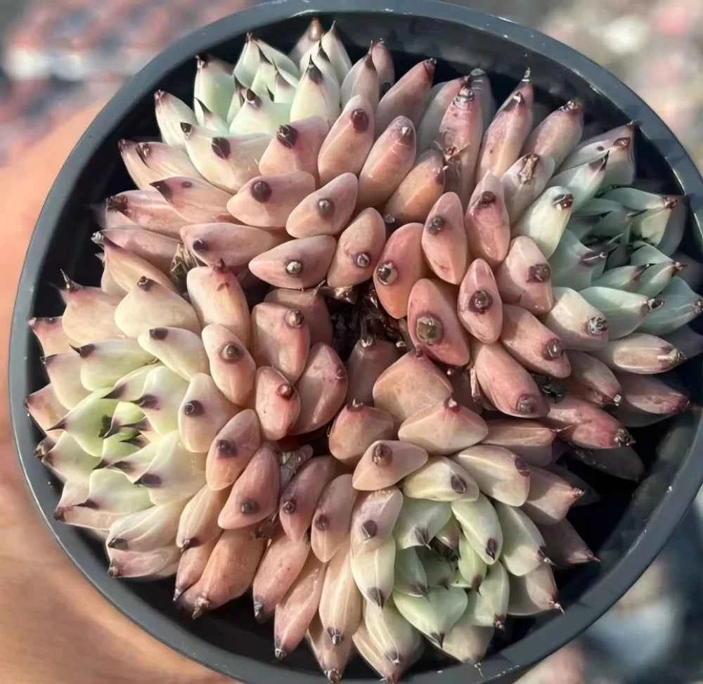 Echeveria cuspidata var. zaragozae Cluster