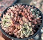 Echeveria cuspidata var. zaragozae Cluster Soil Song
