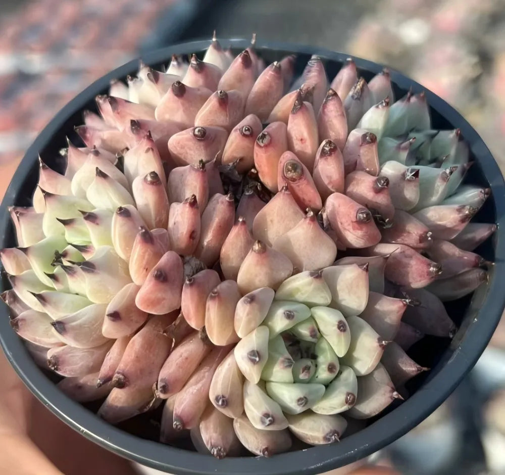 Echeveria cuspidata var. zaragozae Cluster Soil Song