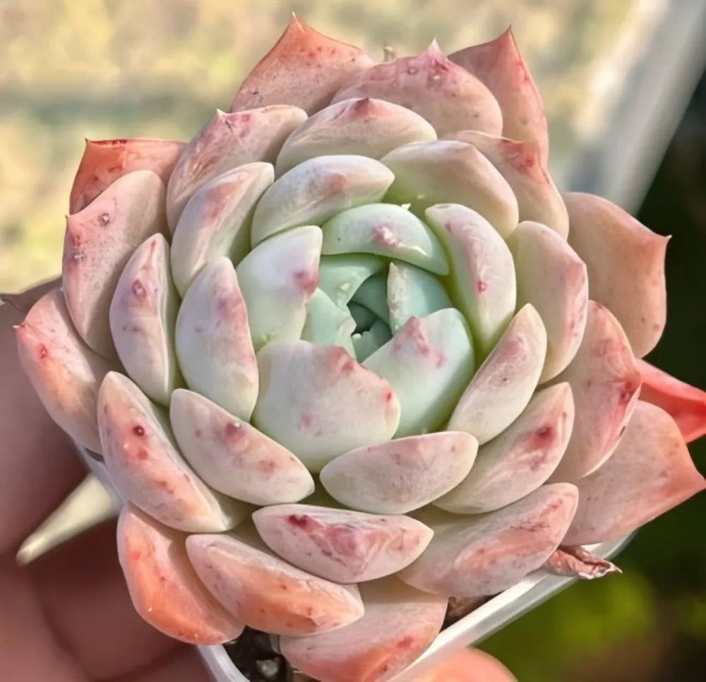 Echeveria Ice Cream succulent rosette with mint center and pale pink speckled leaves