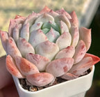 Echeveria Ice Cream succulent rosette in white planter, mint center and pink-edged leaves
