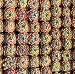 Echeveria Ice Cream Soil Song