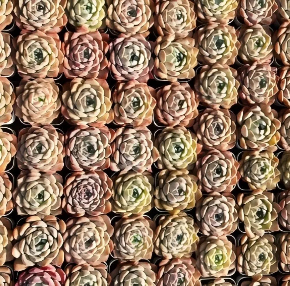 Echeveria Ice Cream Soil Song