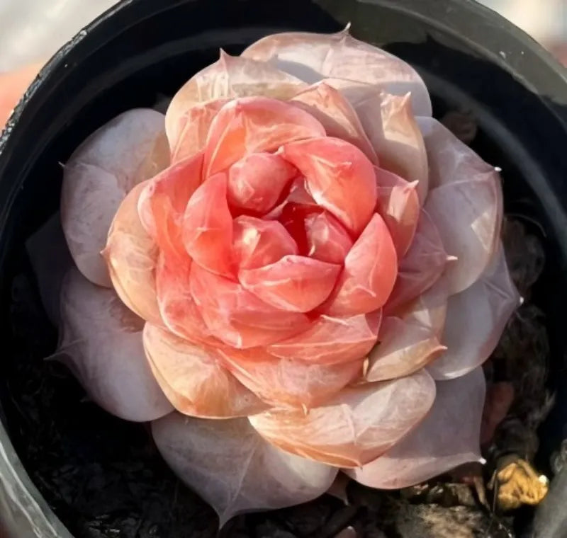 Echeveria succulent rosette with peach-pink and cream layered leaves, close-up