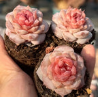 Echeveria succulent rosettes with pink centers and cream outer leaves in soil