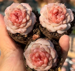 Echeveria Ice Soul Soil Song