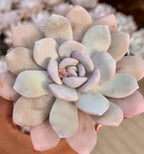 Echeveria Laui succulent rosette with pale lavender and blue-gray petals