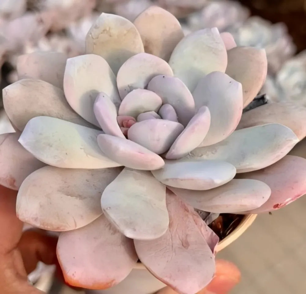 Echeveria Laui Soil Song