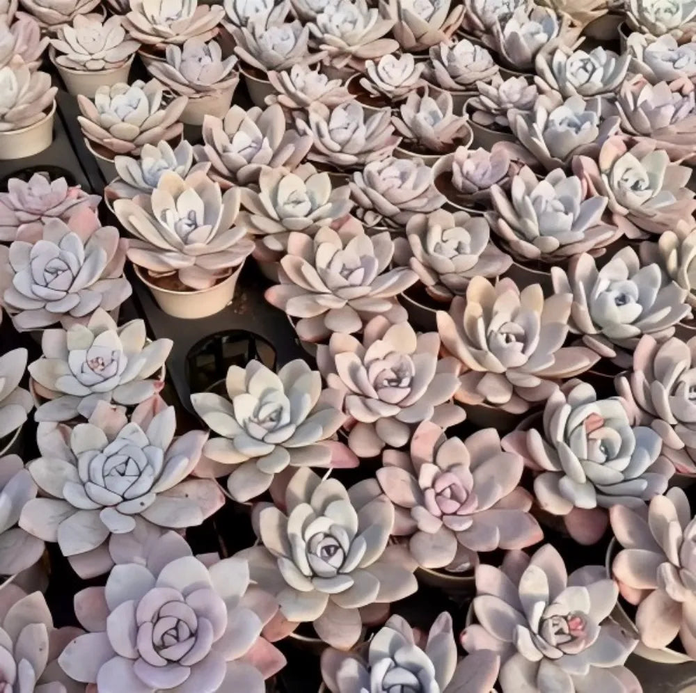 Echeveria Laui succulent cluster with pale blue-gray rosettes packed together
