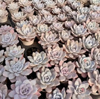 Echeveria Laui succulent cluster with pale blue-gray rosettes packed together