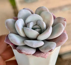 Echeveria Laui succulent rosette in a pot, pale blue-gray leaves with green center