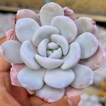 Echeveria Laui Soil Song