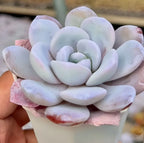 Echeveria Laui succulent rosette close-up, rounded pale leaves and light green center