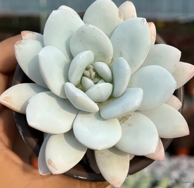 Echeveria Lauii Soil Song