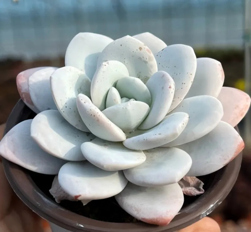Pale blue succulent rosette in a pot, thick oval leaves with faint speckles