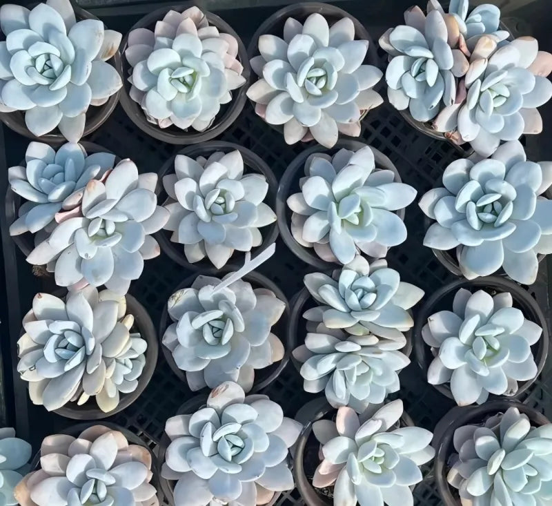 Assorted pale blue succulent rosettes with layered petals and greenish centers