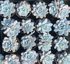 Assorted pale blue succulent rosettes with layered petals and greenish centers