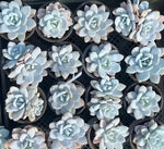 Echeveria Lauii Soil Song