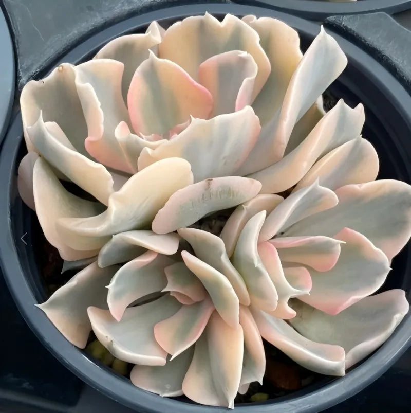 Echeveria variegated cluster in dark pot, cream rosette leaves with soft pink blush