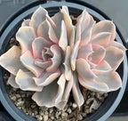 Variegated echeveria succulent in gray pot, pale cream rosettes with soft pink edges