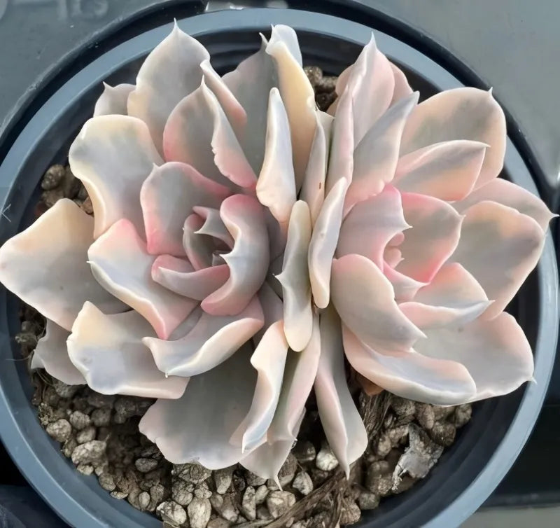 Variegated echeveria succulent in gray pot, pale cream rosettes with soft pink edges