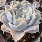 Variegated Echeveria succulent rosette with layered pale lilac-blue leaves in round pot