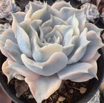 Echeveria Lilacina Variegated Soil Song