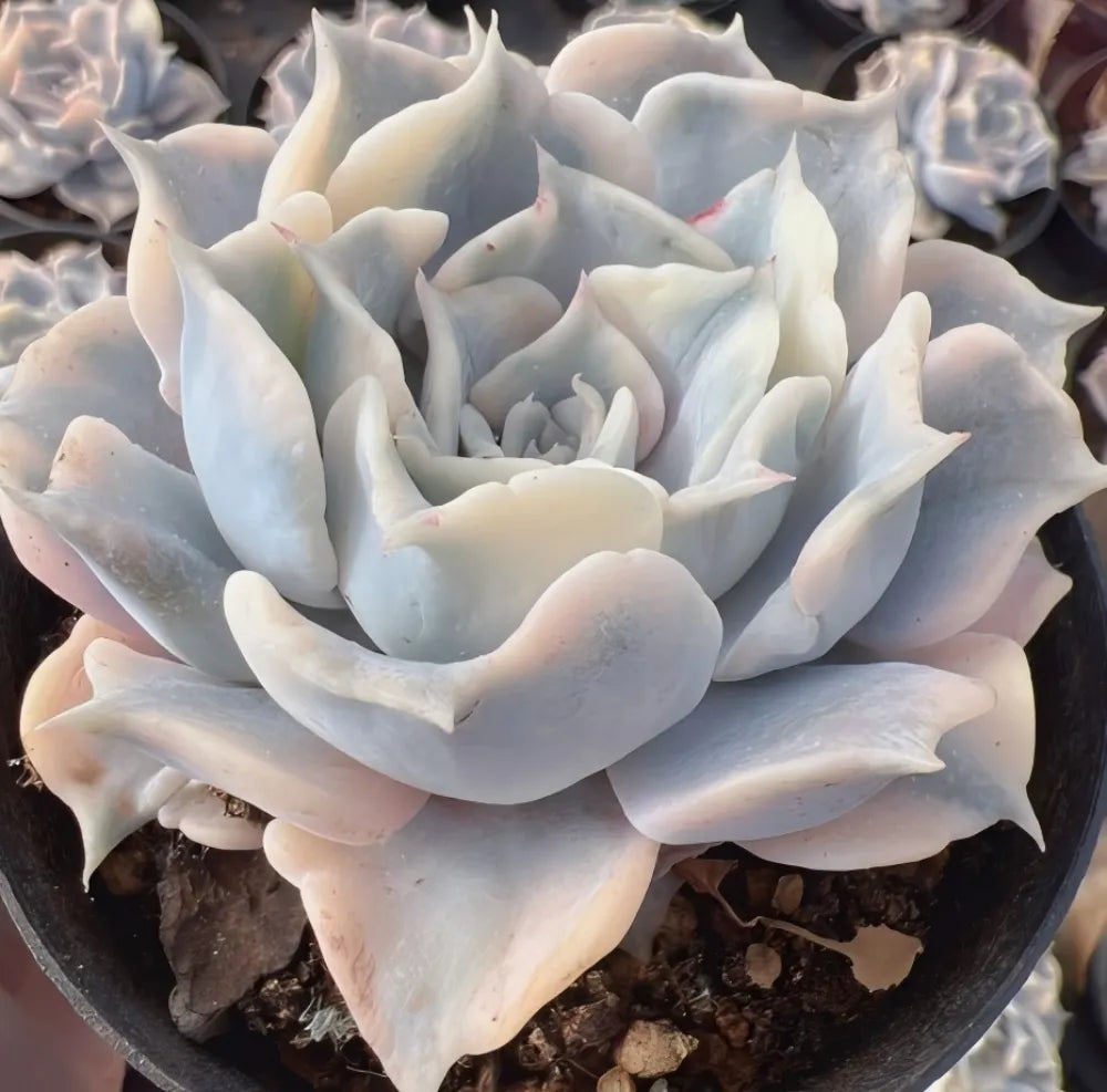 Echeveria Lilacina Variegated Soil Song