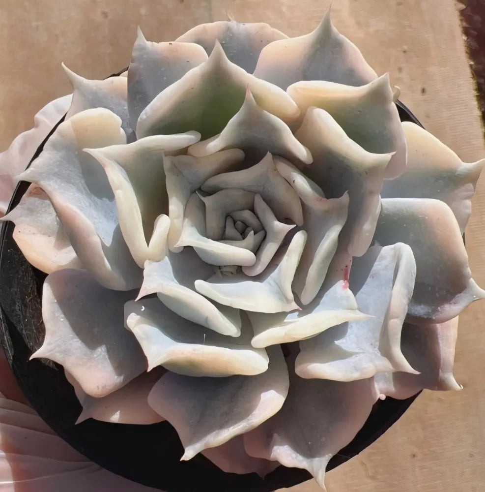Echeveria Lilacina Variegated Soil Song