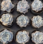 Variegated Echeveria succulents, multiple rosette plants in small round pots