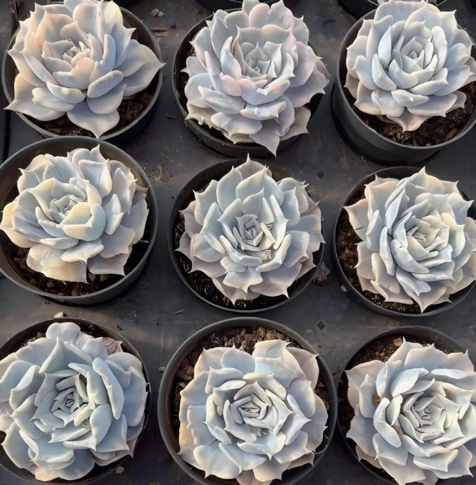 Echeveria Lilacina Variegated Soil Song