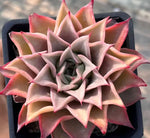 Echeveria Madiba Soil Song