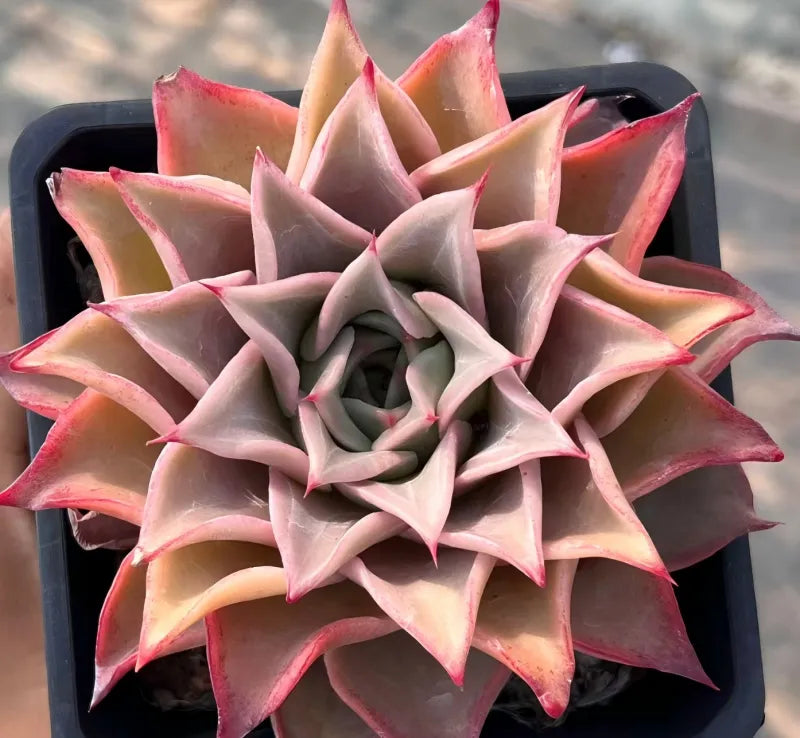 Echeveria Madiba Soil Song