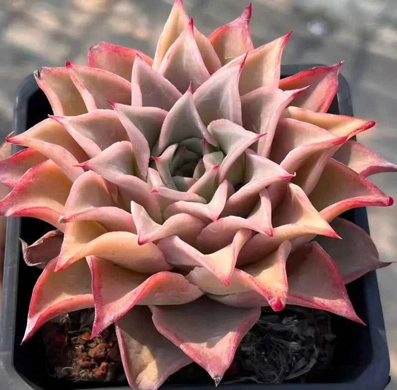Echeveria Madiba