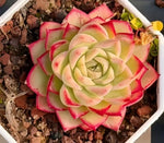 Echeveria Rose Queen Soil Song