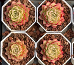 Echeveria Rose Queen Soil Song