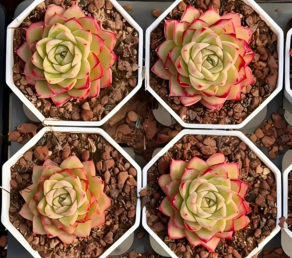 Echeveria Rose Queen Soil Song