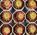 Set of Echeveria rosette plants in hex planters, pale green centers and pink/red petal tips