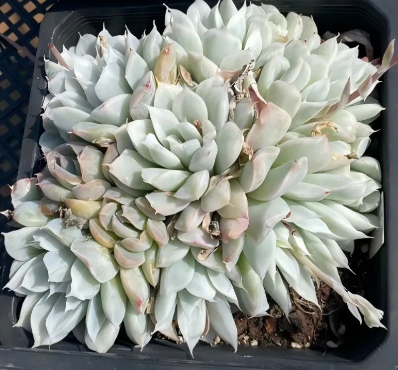 Variegated Echeveria in a 5-inch pot, pale green rosette with pink-edged leaves