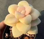 Echeveria Graptoveria Titubans Variegata Soil Song