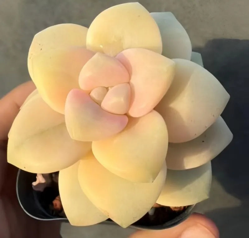 Graptoveria Titubans variegated succulent, pale yellow rosette with peach-tinted leaves