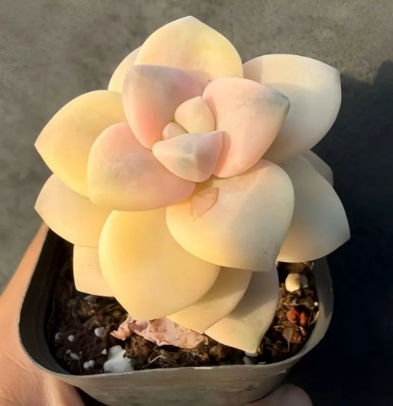 Echeveria Graptoveria Titubans Variegata Soil Song