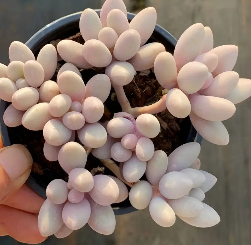 Pink oval succulent stems in blue pot, hand holding edge, fuller cluster