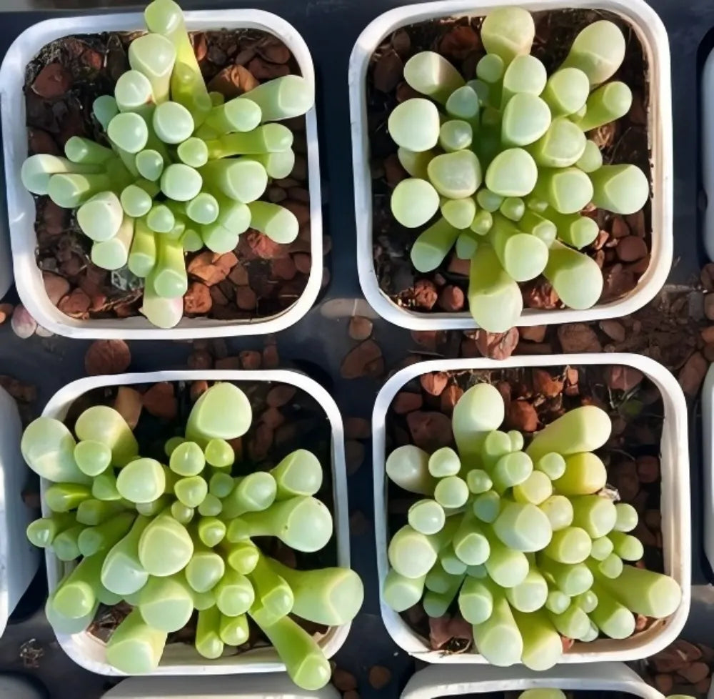Fenestraria Rhopalophylla succulent in white square pots with pale green leaves