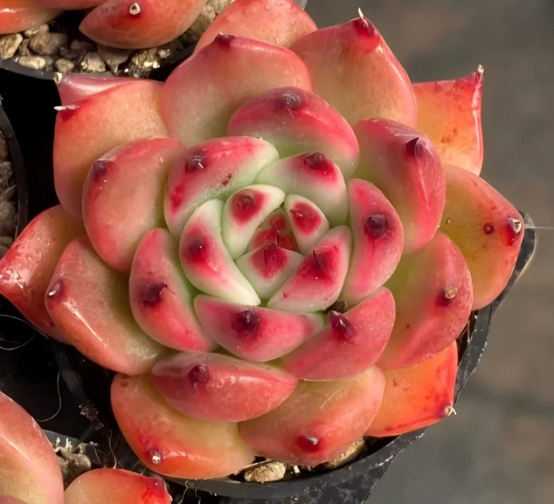Garcia succulent rosette in 2-inch pot, pink-green leaves with red tips