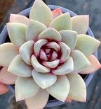 Succulent rosette in 4-inch pot, pale green leaves with pink tips and deep red center