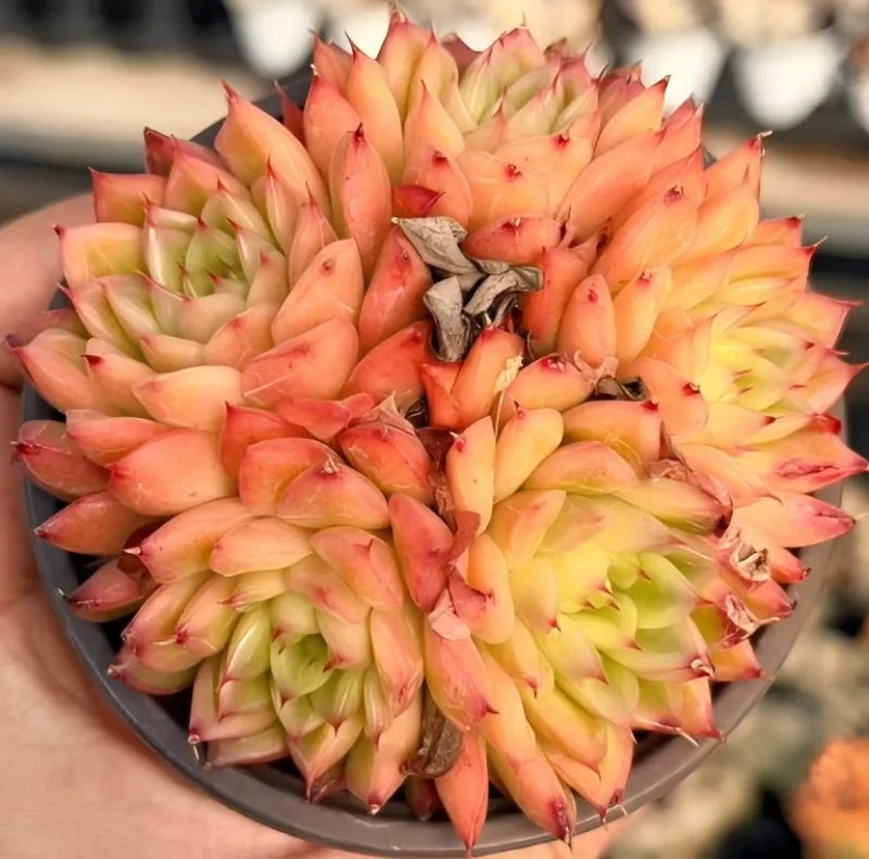 Peach-orange succulent rosette cluster in a 4-inch pot